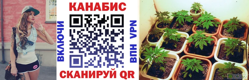 Канабис план  где можно купить наркотик  Щучье 